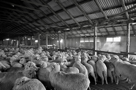 Steam Plains Shearing 022487  © Claire Parks Photography 